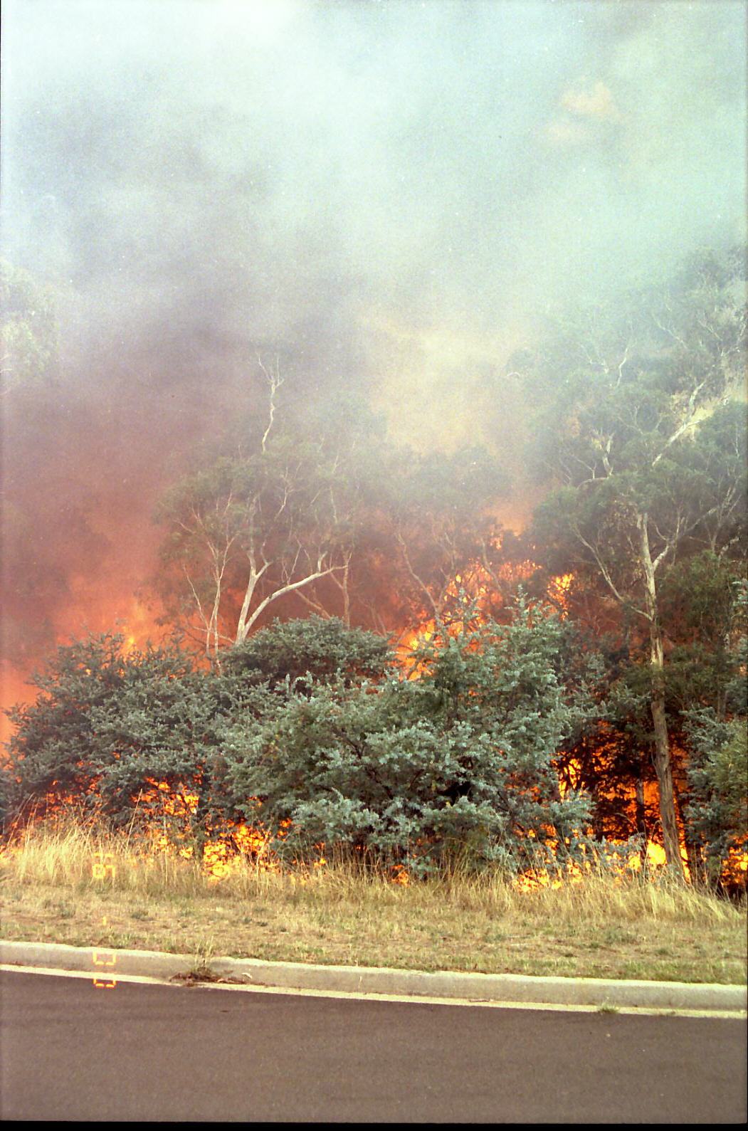 Year 1991 Site 21